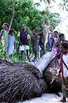 Kinderen die spelen op ontwortelde kokospalmen (de wortels zijn aangetast door het zoute zeewater) - foto: H. Saris